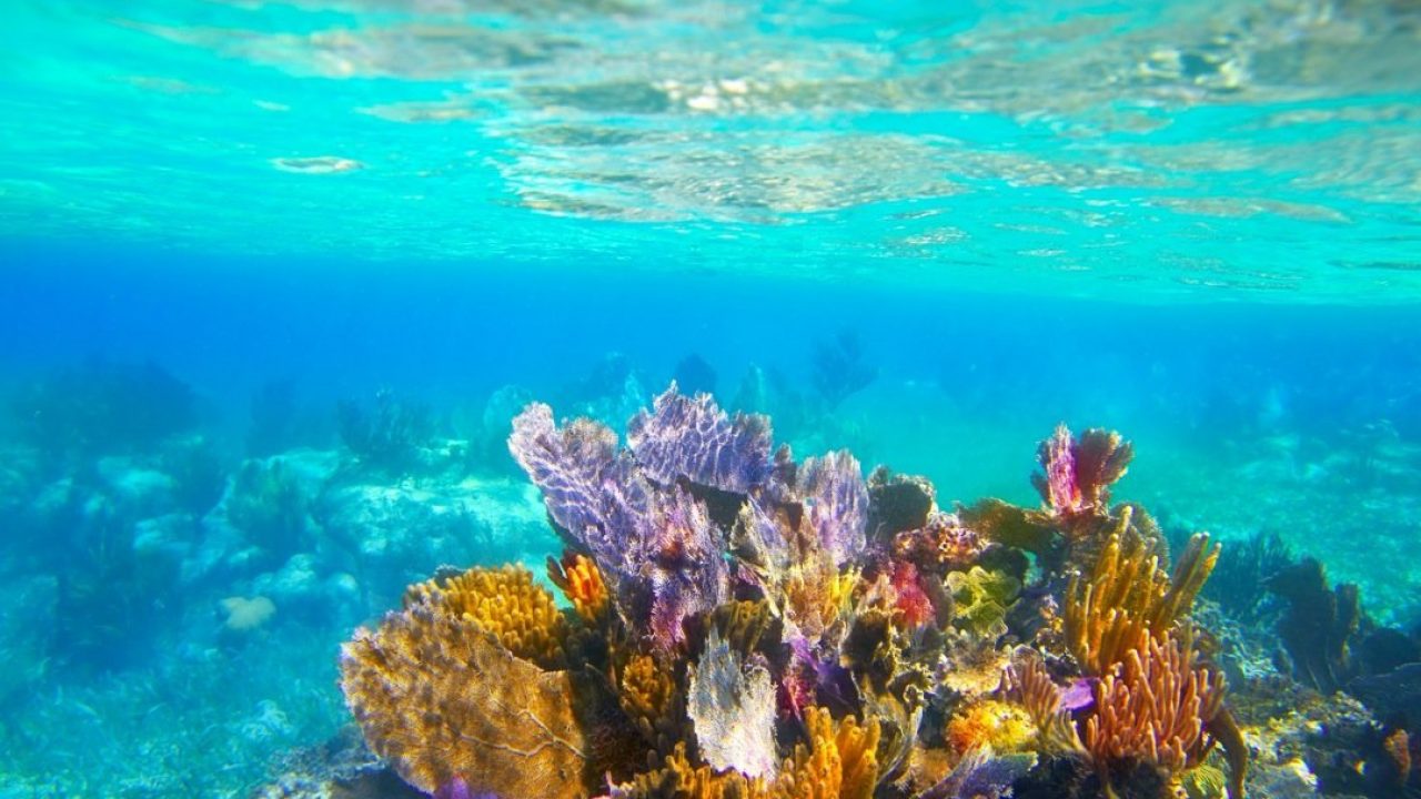 Corales vs. Calentamiento global 1280x720