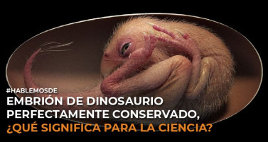 Embrión de dinosaurio perfectamente conservado ¿Qué significa para la ciencia?