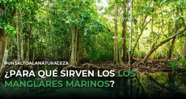 ¿Para qué sirven los los manglares marinos?
