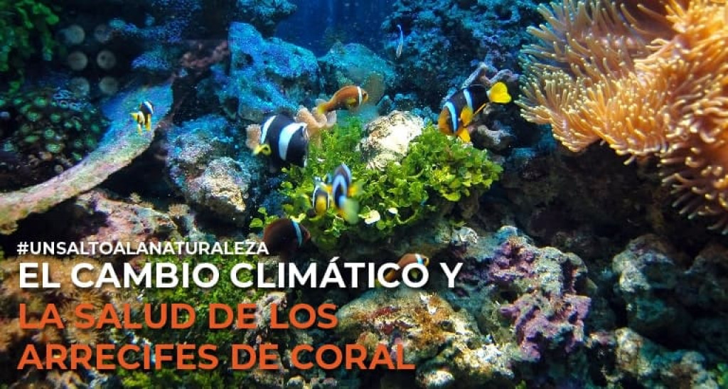 El cambio climático y la salud de los arrecifes de coral