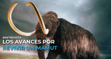 Los avances y la carrera por revivir un mamut