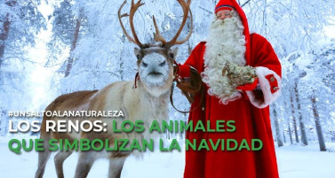 Los renos: los animales que simbolizan la Navidad